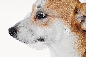 Pembroke Welsh Corgi, portrait of purebred dog