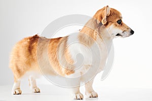 Pembroke Welsh Corgi, portrait of purebred dog