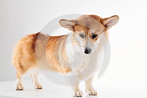 Pembroke Welsh Corgi, portrait of purebred dog