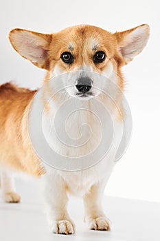 Pembroke Welsh Corgi, portrait of purebred dog