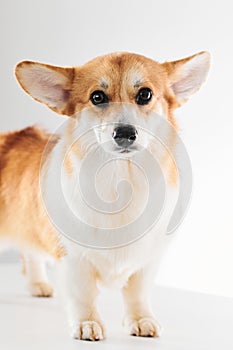 Pembroke Welsh Corgi, portrait of purebred dog