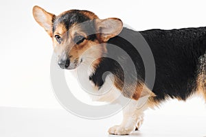 Pembroke Welsh Corgi, portrait of purebred dog