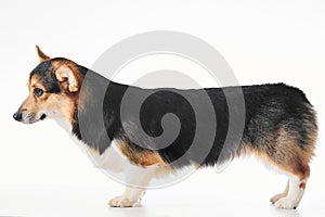 Pembroke Welsh Corgi, portrait of purebred dog