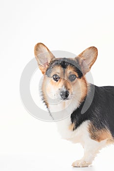 Pembroke Welsh Corgi, portrait of purebred dog