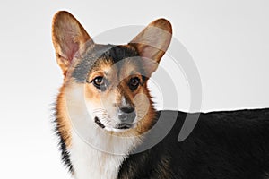 Pembroke Welsh Corgi, portrait of purebred dog