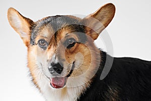 Pembroke Welsh Corgi, portrait of purebred dog