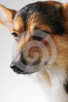Pembroke Welsh Corgi, portrait of purebred dog