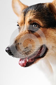 Pembroke Welsh Corgi, portrait of purebred dog