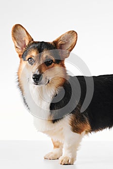 Pembroke Welsh Corgi, portrait of purebred dog