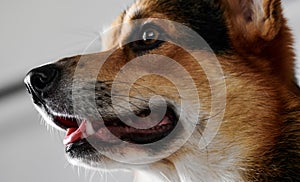 Pembroke Welsh Corgi, portrait of purebred dog