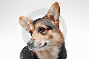 Pembroke Welsh Corgi, portrait of purebred dog