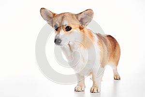 Pembroke Welsh Corgi, portrait of purebred dog