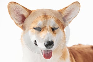 Pembroke Welsh Corgi, portrait of purebred dog