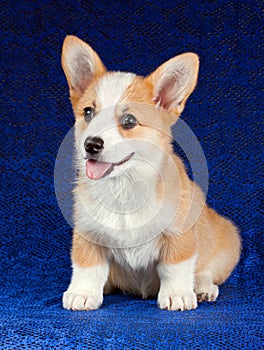 Pembroke Welsh Corgi puppy