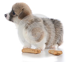 pembroke welsh corgi puppy with dog bone