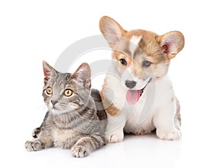 Pembroke Welsh Corgi puppy dog sitting with cat together. isolated