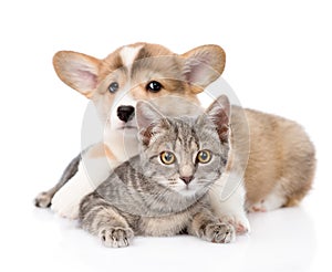 Pembroke Welsh Corgi puppy hugging cat. isolated on white