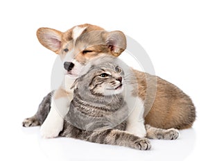 Pembroke Welsh Corgi puppy hugging cat. isolated on white