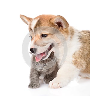 Pembroke Welsh Corgi puppy and kitten looking away. isolated on white