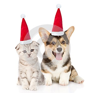 Pembroke Welsh Corgi puppy and kitten in red christmas hats sitting in front view together. isolated on white background