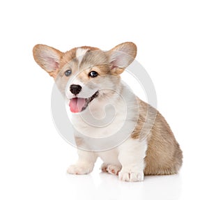 Pembroke Welsh Corgi puppy looking at camera. isolated on white