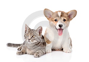 Pembroke Welsh Corgi puppy lying with cat together and looking at camera. isolated