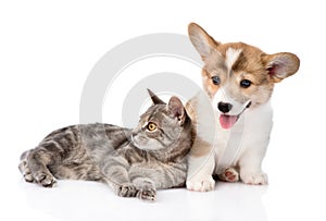 Pembroke Welsh Corgi puppy lying with cat together and looking at camera. isolated on white