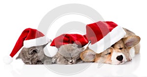 Pembroke Welsh Corgi puppy with red santa hats and two kittens. isolated