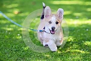 Pembroke welsh corgi puppy running photo