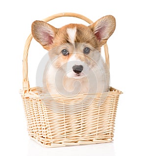 Pembroke Welsh Corgi puppy sitting in basket. isolated on white