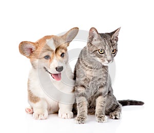 Pembroke Welsh Corgi puppy sitting with cat together and looking