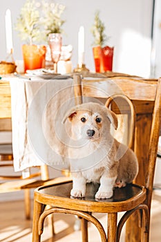 Pembroke Welsh Corgi puppy sitting on chair in kitchen. Looking at camera