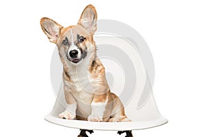 Pembroke Welsh Corgi puppy sitting on chair. looking at camera.