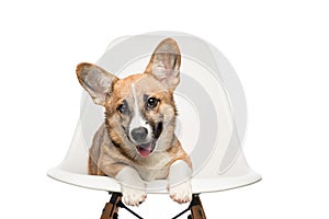 Pembroke Welsh Corgi puppy sitting on chair. looking at camera.