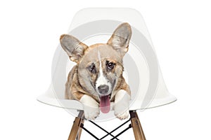 Pembroke Welsh Corgi puppy sitting on chair. looking at camera.