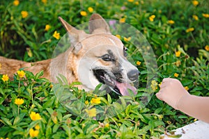Pembroke welsh corgi puppy sitting in flowers