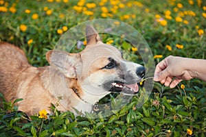 Pembroke welsh corgi puppy sitting in flowers