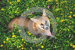 Pembroke welsh corgi puppy sitting in flowers