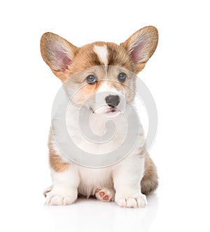 Pembroke Welsh Corgi puppy sitting in front. isolated