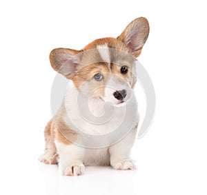 Pembroke Welsh Corgi puppy sitting in front. isolated