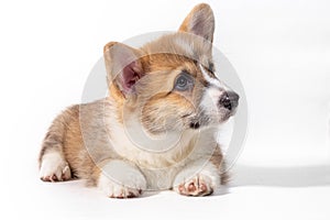 Pembroke Welsh Corgi puppy sitting in front. isolated on white background