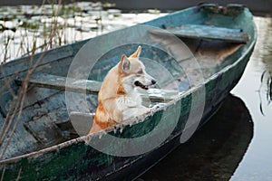 Pembroke Welsh Corgi sits aboard an aged rowboat, gazing out over calm waters