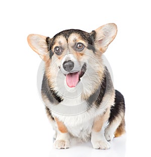 Pembroke Welsh Corgi sitting in front view. isolated on white ba