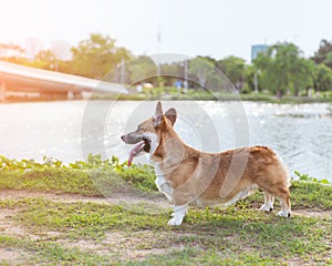 Pembroke Welsh Corgi standing in grass at the park.