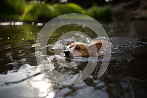 The Pembroke Welsh Corgi swims bravely to the thrown stick