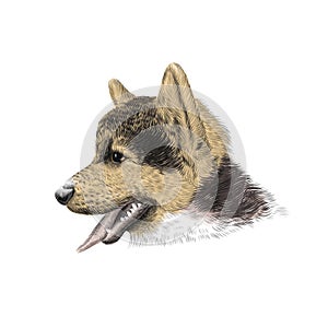 The Pembroke Welsh Corgi Tricolor puppy, a cattle herding dog breed. Pet portrait, closeup sketch. Vector illustration