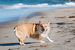 Pembroke Welsh Corgi Turning Around on Dog Beach