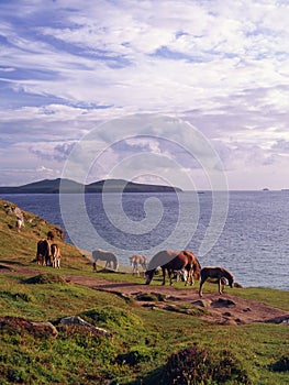 Pembrokeshire wild ponies photo