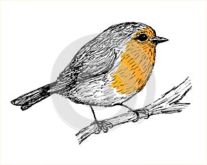 Pen drawing of a robin. Vectorized and colored.