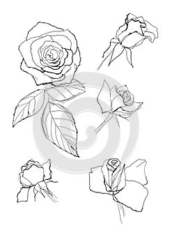 Pen drawing roses collection